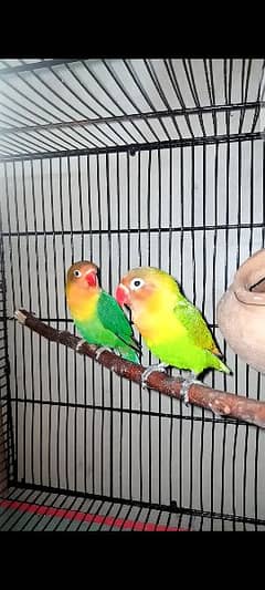 Fisher pair for sale/Lovebirds