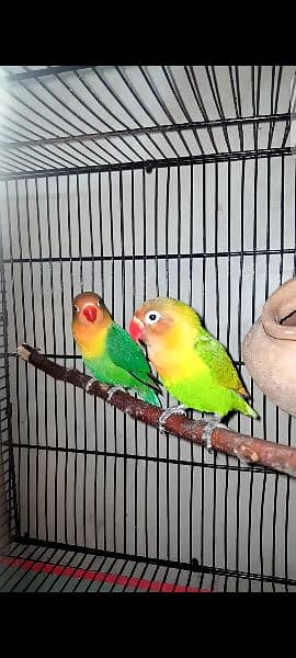 Fisher pair for sale/Lovebirds 1