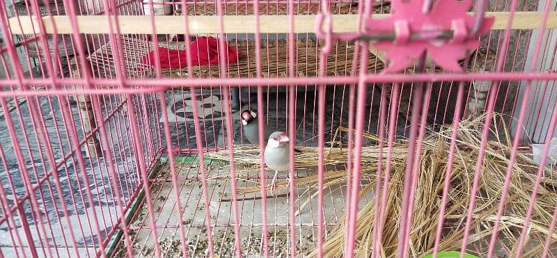 Grey Female and Silver Male Breeder 2