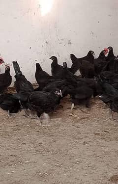 Golden Misri and austrolop all age chicks  available weight 600 gram.