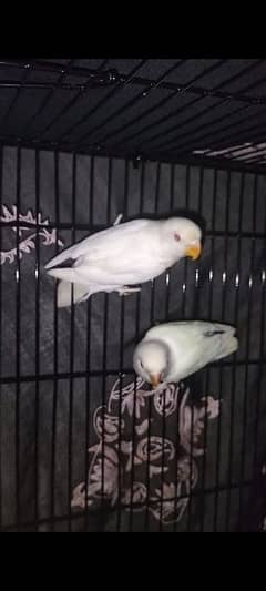 Creamino and Albino Red Eyes For sale