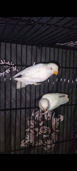 Creamino and Albino Red Eyes For sale 0