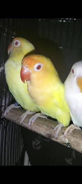 Creamino and Albino Red Eyes For sale 1
