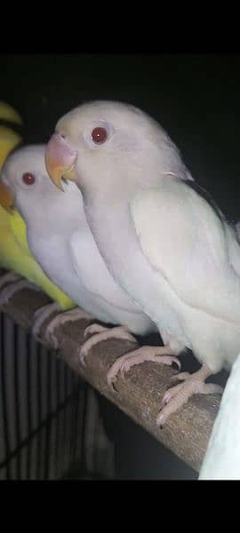 Creamino and Albino Red Eyes For sale 2