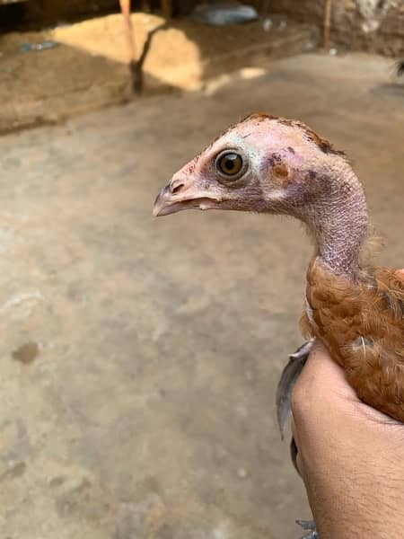 Lasani Female | Aseel Breed Lakhi 2