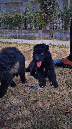 German shepherd puppies