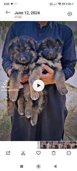 German shepherd puppies 1