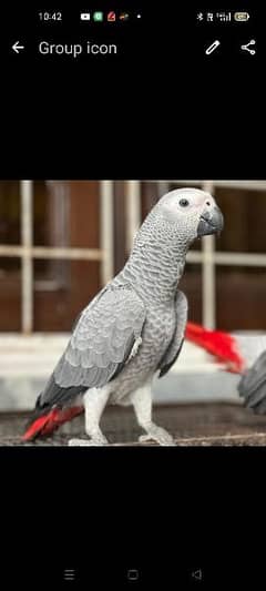 African Grey | Parrot | High Quality Available|congo size |talking