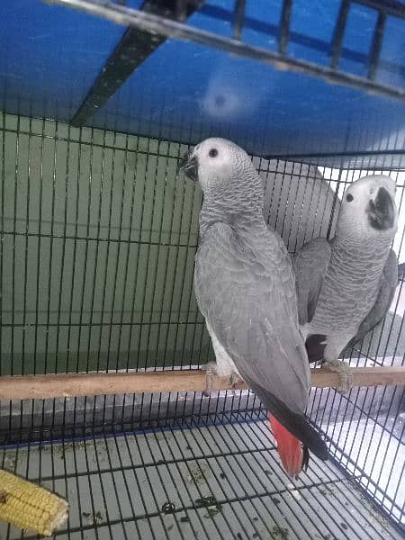 African Grey | Parrot | High Quality Available|congo size |talking 1