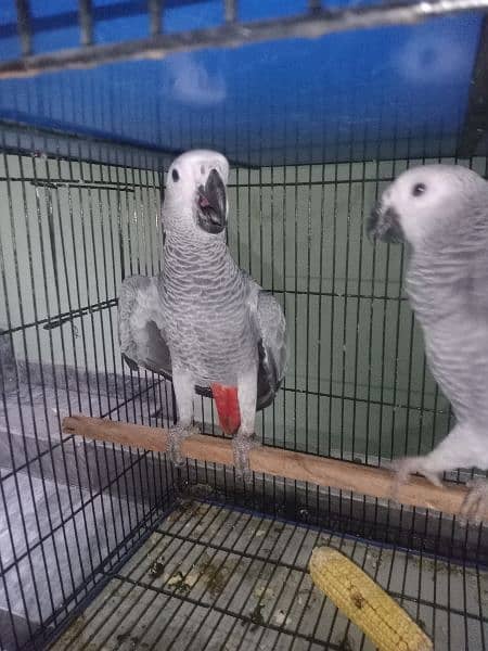 African Grey | Parrot | High Quality Available|congo size |talking 2