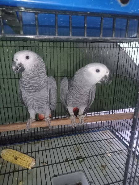 African Grey | Parrot | High Quality Available|congo size |talking 3