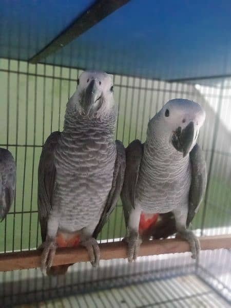 African Grey | Parrot | High Quality Available|congo size |talking 4