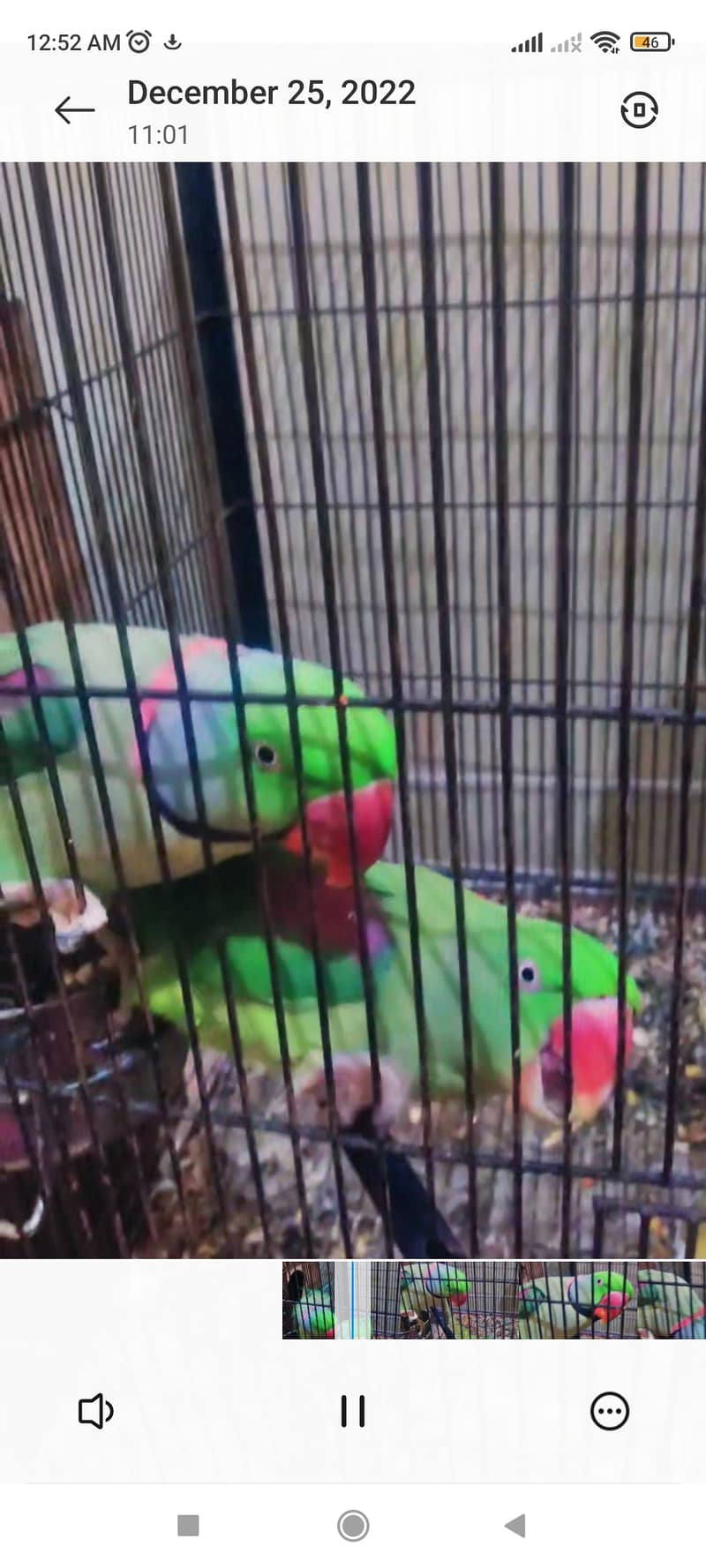 Raw parrot pair 1