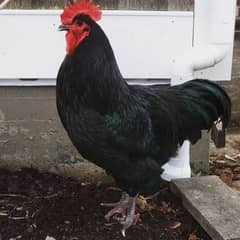 Australorp 4 month