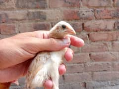 Aseel chicks for sale in Gojra/ Aseel chozy