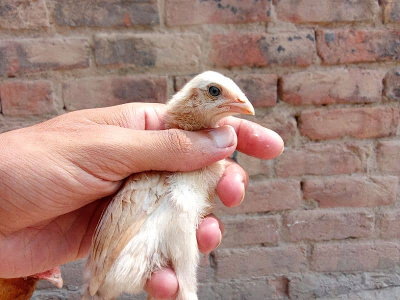 Aseel chicks for sale in Gojra/ Aseel chozy 0
