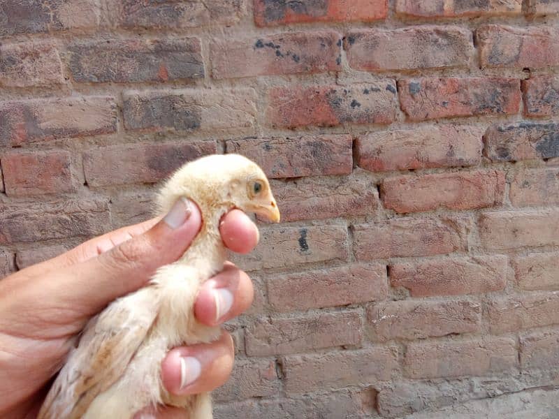 Aseel chicks for sale in Gojra/ Aseel chozy 1