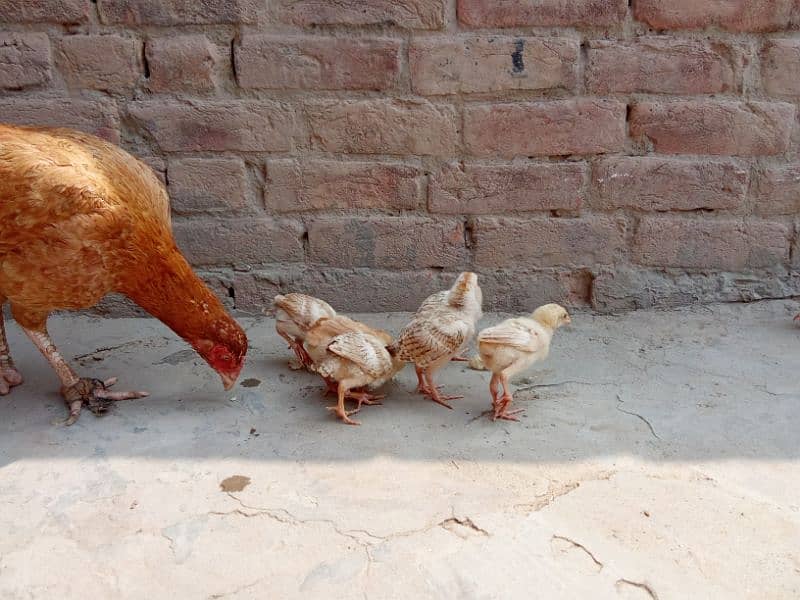 Aseel chicks for sale in Gojra/ Aseel chozy 2