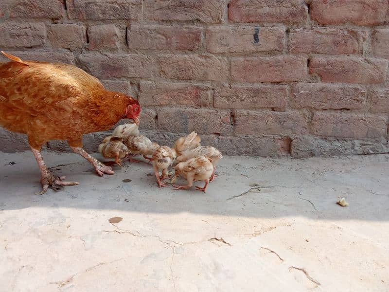 Aseel chicks for sale in Gojra/ Aseel chozy 3