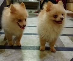 pomeranian dog breed 0