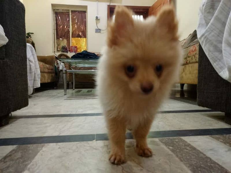 pomeranian dog breed 3