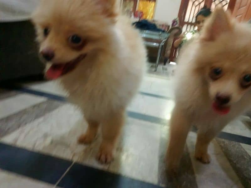 pomeranian dog breed 5