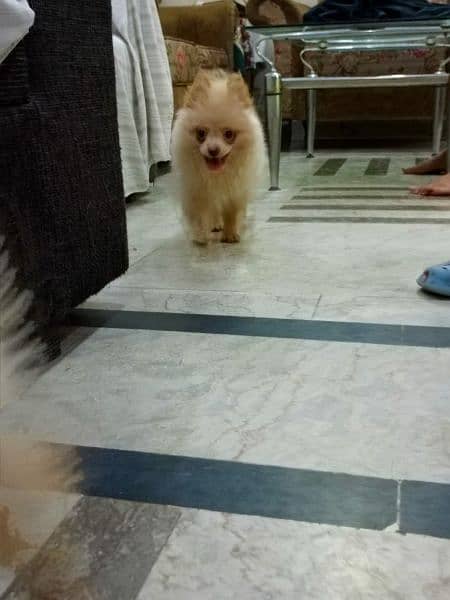 pomeranian dog breed 6