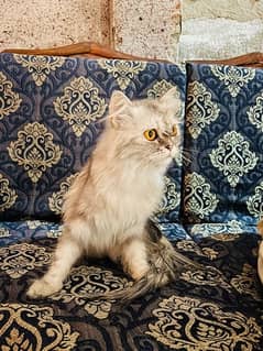 Persian cat one year age 12000