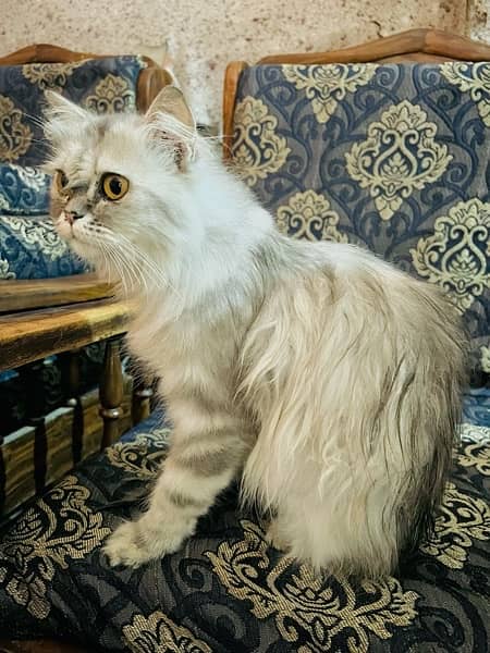 Persian cat one year age 12000 1