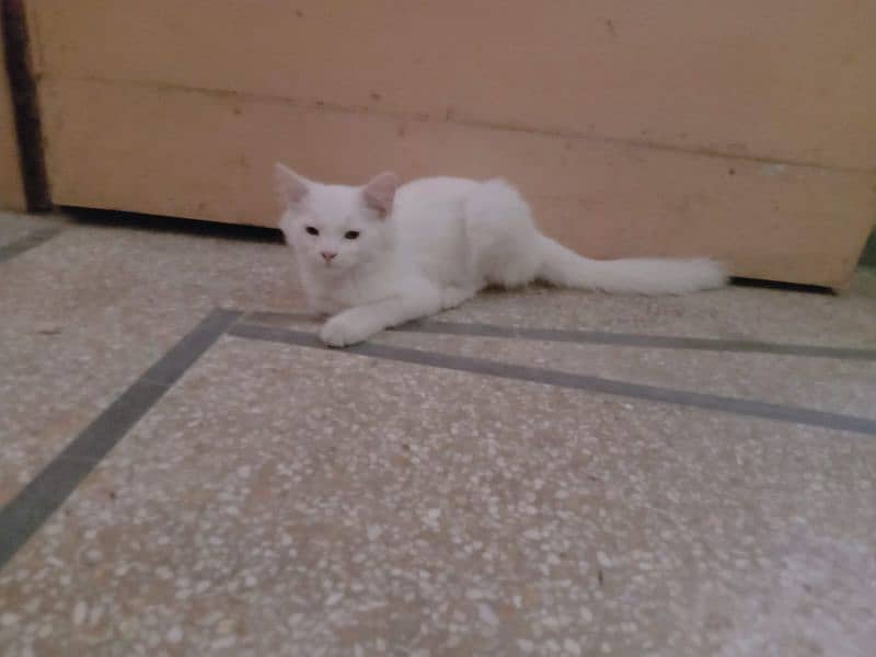 Persian Kitten 0