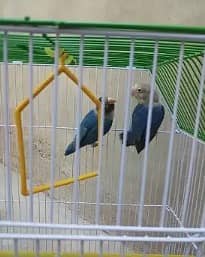 Love birds / Love birds with cage for sale