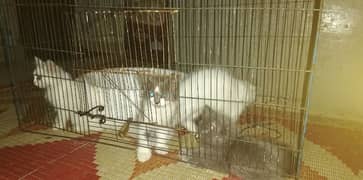 Persian Kittens For Sale, Triple Coated Male And Female