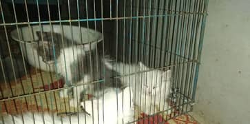 Persian Kitten For Sale, Triple Coated White Female