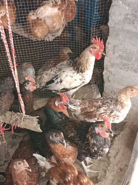 Bovans brown | Silver Sebright breeder| Desi Golden misri egg laying 13