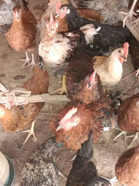Bovans brown | Silver Sebright breeder| Desi Golden misri egg laying 14