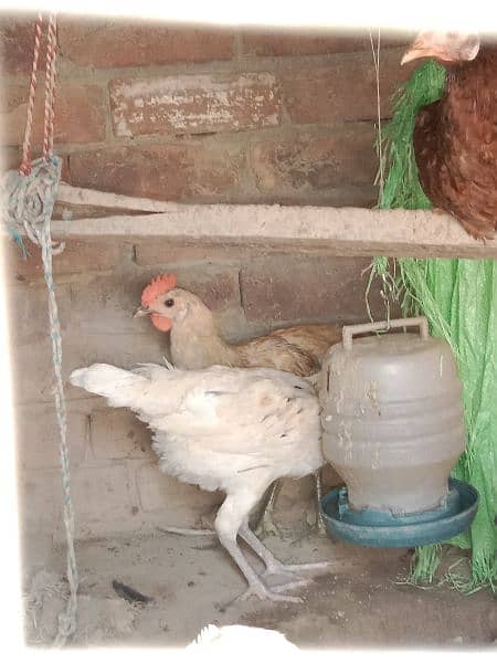 Bovans brown | Silver Sebright breeder| Desi Golden misri egg laying 16