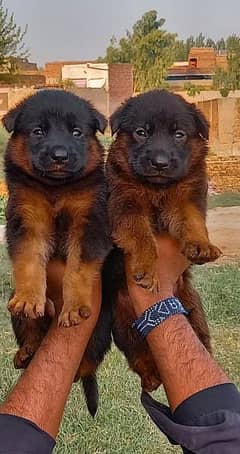 German Shepherd double coat male female pair 2 month for sale