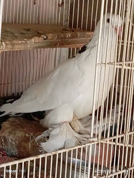 fancy pigeon for sale 0