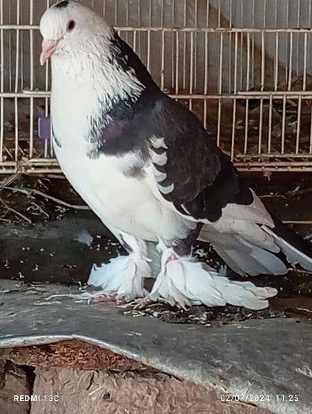fancy pigeon for sale 3