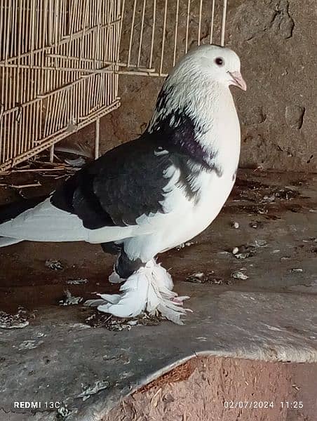fancy pigeon for sale 4