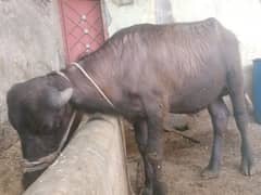 Neeli Ravi / Katta / bull / Katta for sale