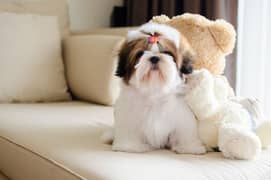 Shihtzu puppies available looking for a new home