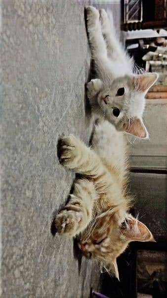 Persian Kitten 7