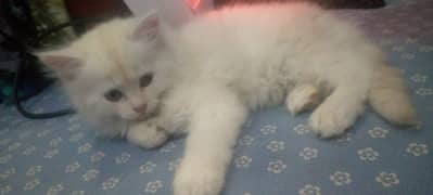 PERSIAN KITTENS AVAILABLE , TRIPLE COATED FUR