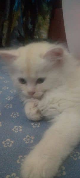 PERSIAN KITTENS AVAILABLE , TRIPLE COATED FUR 2