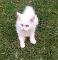 Odd eyes Persian Cat