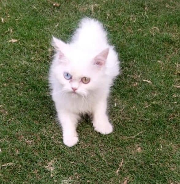 Odd eyes Persian Cat 0