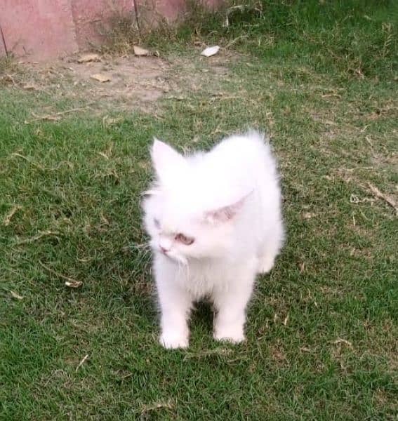 Odd eyes Persian Cat 3