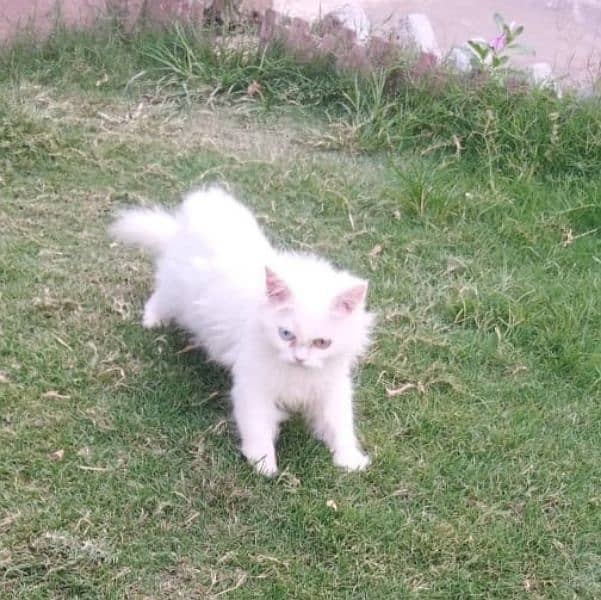 Odd eyes Persian Cat 5