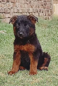 German Shepherd puppies for sale